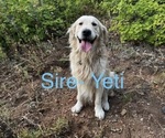 Small Photo #1 Golden Retriever Puppy For Sale in MURRAY, UT, USA