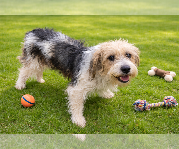 Medium Photo #1 Parson Russell Terrier-Unknown Mix Puppy For Sale in Phoenix, AZ, USA