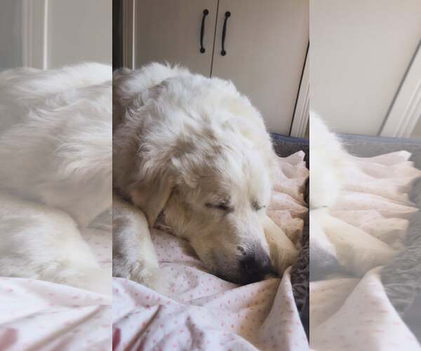 Medium Photo #4 Great Pyrenees Puppy For Sale in Spring, TX, USA