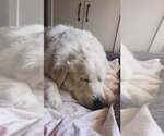 Small #3 Great Pyrenees
