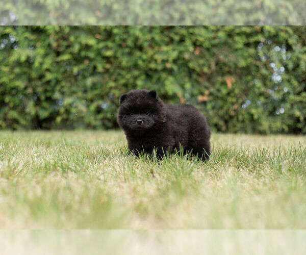 Medium Photo #8 Chow Chow Puppy For Sale in NAPPANEE, IN, USA