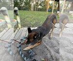 Small #5 Mutt