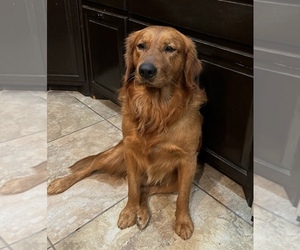 Father of the Golden Retriever puppies born on 10/16/2022
