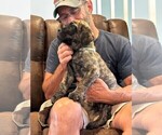 Small Photo #3 Cane Corso Puppy For Sale in REEVESVILLE, SC, USA
