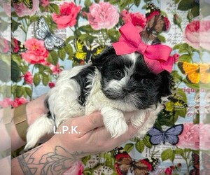 Mal-Shi Puppy for sale in WINNSBORO, LA, USA