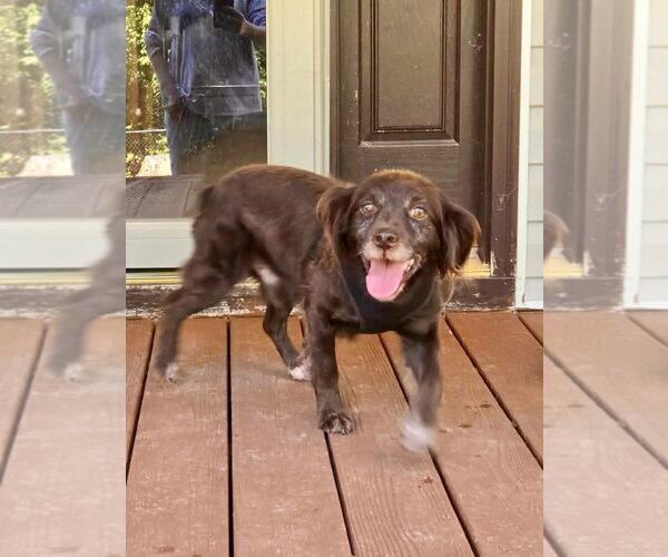 Medium Photo #1 Cocker Spaniel-Unknown Mix Puppy For Sale in Lakemont, GA, USA