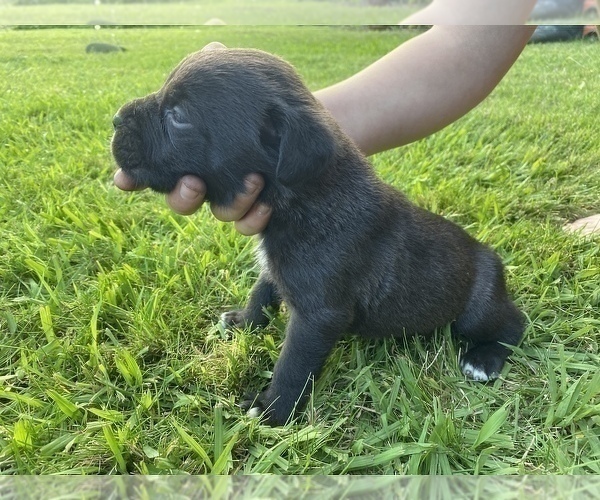 Medium Photo #10 Cane Corso Puppy For Sale in BELGRADE, MT, USA