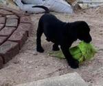 Small Photo #5 Labrador Retriever Puppy For Sale in SEFFNER, FL, USA