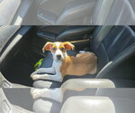 Small Photo #3 Puggle Puppy For Sale in pomfret, CT, USA