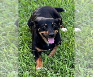 Dachshund-Unknown Mix Dogs for adoption in Conway, AR, USA