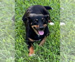 Small Dachshund Mix