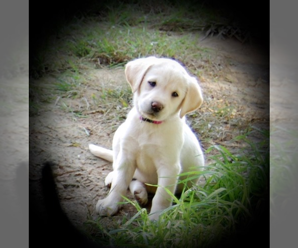 Medium Photo #2 Labrador Retriever Puppy For Sale in FREDERIC, WI, USA