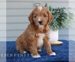Small #3 Goldendoodle (Miniature)