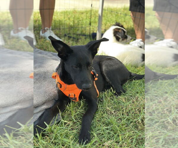 Medium Photo #5 Labrador Retriever-Unknown Mix Puppy For Sale in San Diego, CA, USA