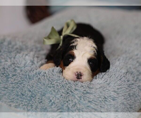 Medium Photo #7 Bernedoodle (Miniature) Puppy For Sale in BILLERICA, MA, USA