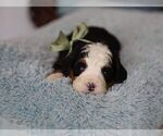Small #6 Bernedoodle (Miniature)