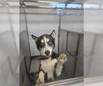 Small #1 Siberian Husky