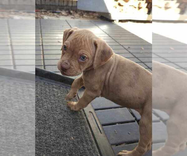 Medium Photo #5 American Pit Bull Terrier-Bulldog Mix Puppy For Sale in Raleigh, NC, USA