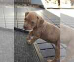 Small #4 American Pit Bull Terrier-Bulldog Mix