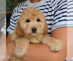 Small #4 Goldendoodle (Miniature)