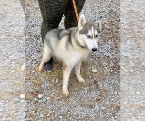 Huskies -Unknown Mix Dogs for adoption in Columbus, IN, USA