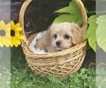 Small #8 Cav-A-Malt-Maltese Mix