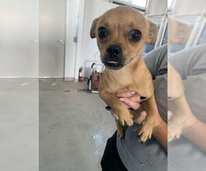 Chihuahua Dogs for adoption in San Bernardino, CA, USA