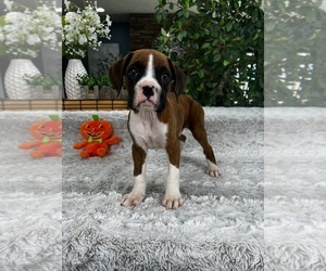 Boxer Puppy for sale in GREENFIELD, IN, USA