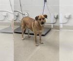 Small German Shepherd Dog Mix