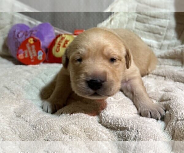 Medium Photo #22 Labrador Retriever Puppy For Sale in HIGH POINT, NC, USA