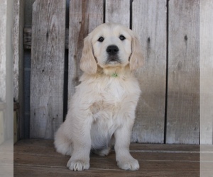 Golden Retriever Puppy for sale in ROCKMART, GA, USA
