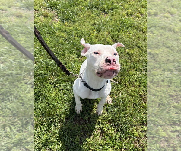 Medium Photo #2 Mutt Puppy For Sale in Linton, IN, USA