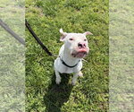 Small #1 Mutt