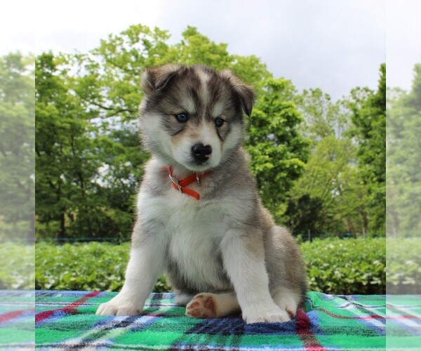 Medium Photo #3 Siberian Husky Puppy For Sale in MERCERSBURG, PA, USA