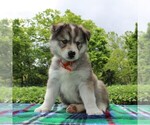 Small Photo #3 Siberian Husky Puppy For Sale in MERCERSBURG, PA, USA
