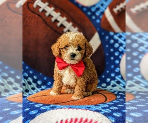 Poodle (Toy) Puppy for sale in KINZERS, PA, USA