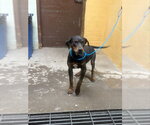 Small Doberman Pinscher Mix