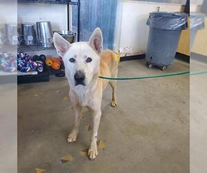 German Shepherd Dog-Siberian Husky Mix Dogs for adoption in Camarillo, CA, USA
