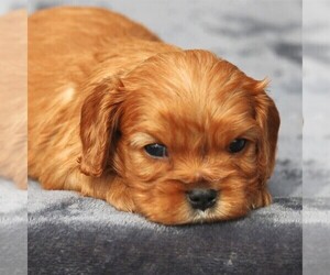 Cavalier King Charles Spaniel Puppy for sale in SUNBURY, PA, USA