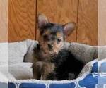 Small Fox Terrier (Smooth)-Yorkshire Terrier Mix