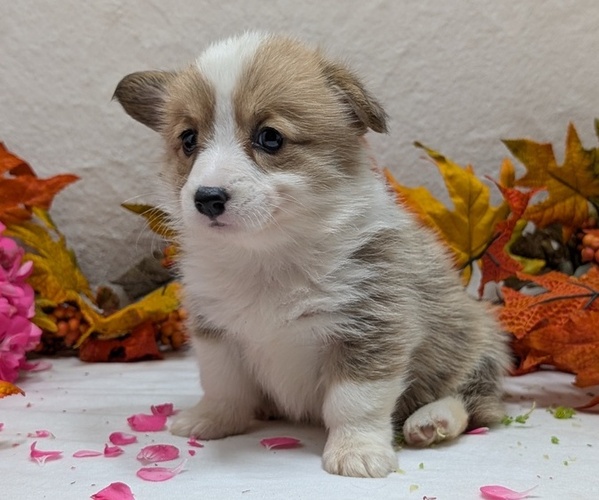 Medium Photo #2 Pembroke Welsh Corgi Puppy For Sale in GOSHEN, IN, USA