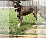 Small #5 Mutt