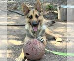 Small #1 German Shepherd Dog