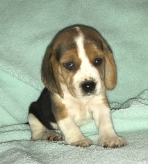 Beagle Puppy for sale in HARRISBURG, IL, USA
