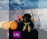 Small Photo #112 German Shepherd Dog Puppy For Sale in LA FAYETTE, NY, USA
