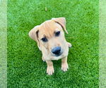 Small Photo #3 Labrador Retriever-Unknown Mix Puppy For Sale in Houston, TX, USA