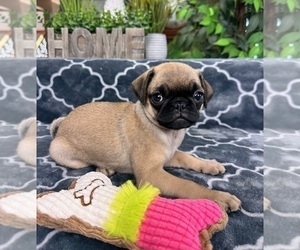 Pug Puppy for sale in GREENFIELD, IN, USA