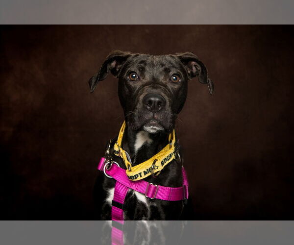 Medium Photo #7 American Pit Bull Terrier-Unknown Mix Puppy For Sale in Catasauqua, PA, USA