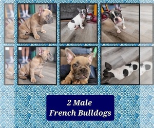 French Bulldog Puppy for sale in CLINTON, IA, USA