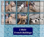 Small Photo #1 French Bulldog Puppy For Sale in CLINTON, IA, USA